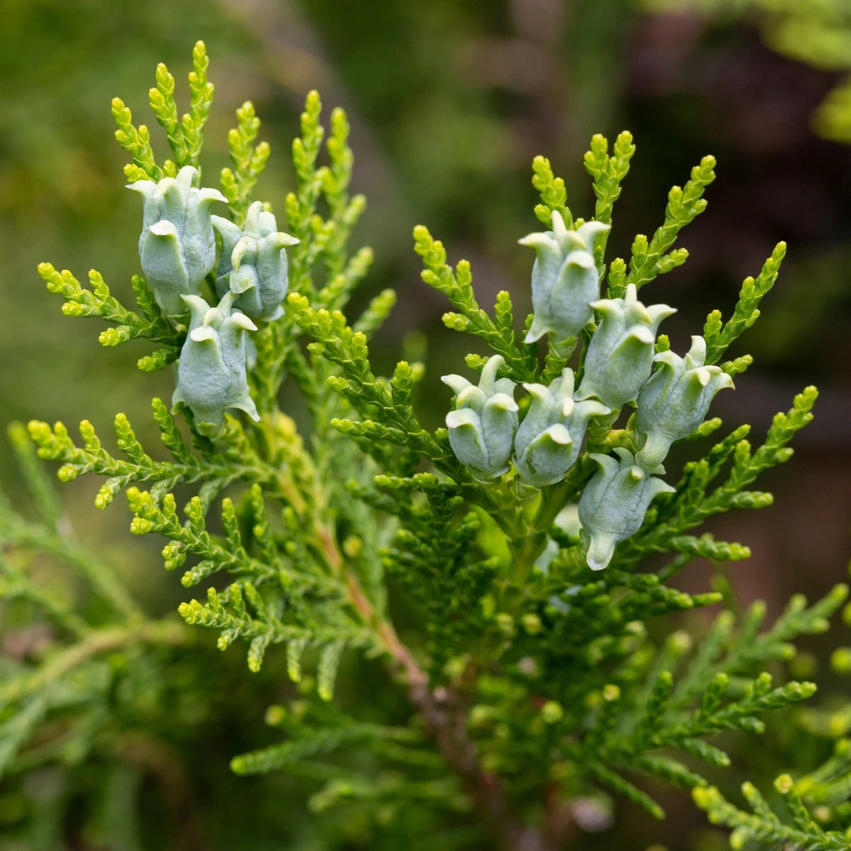 Rastlina Platycladus orientalis